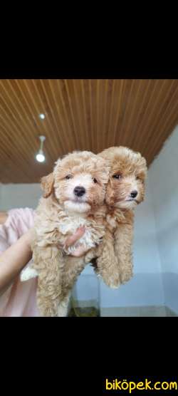 PODDLE AYARINDA MALTİPOO YAVRU İSTEYENE 2