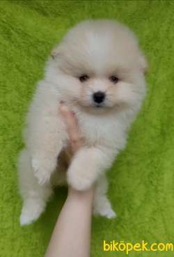 Poemeranian Boo 3