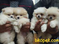 Poemeranian Boo 1