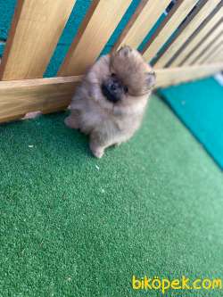 POFUDUK AYI SURAT ORANGE SABLE RENGİNİN EN İYİSİ POMERANİAN BOO 3