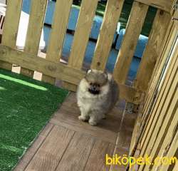 POFUDUK AYI SURAT ORANGE SABLE RENGİNİN EN İYİSİ POMERANİAN BOO 2