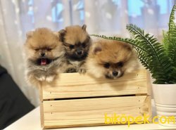 Pofuduk Boo Pomeranian Yavrular 1