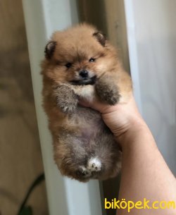Pofuduk Boo Pomeranian Yavrular 2