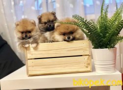Pofuduk Boo Pomeranian Yavrular 3