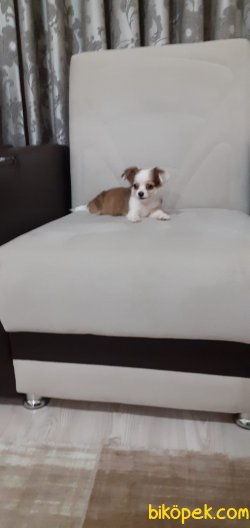 Pofuduk Chihuahua Dişi 2