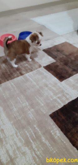 Pofuduk Chihuahua Dişi 4