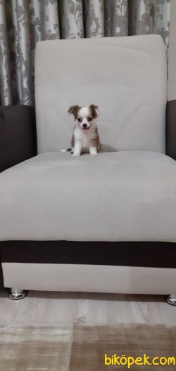 Pofuduk Chihuahua Dişi 1