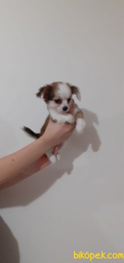 Pofuduk Chihuahua Dişi 3