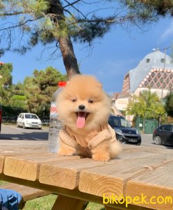 Pofuduk Gülen Surat Boo Pomeranian Yavrular 3