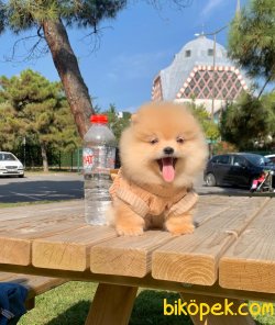 Pofuduk Gülen Surat Boo Pomeranian Yavrular 2