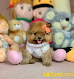 Pofuduk Mini Boy Boo Pomeranian Yavrular 2