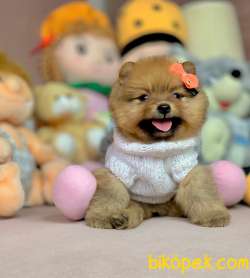 Pofuduk Mini Boy Boo Pomeranian Yavrular 4
