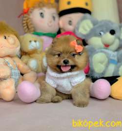 Pofuduk Mini Boy Boo Pomeranian Yavrular 1