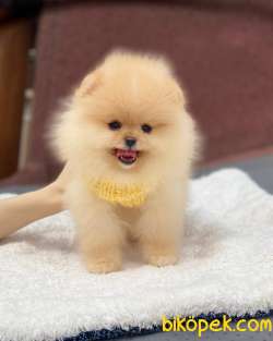 Pofuduk Pomeranian Bebekler 2