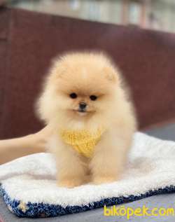 Pofuduk Pomeranian Bebekler 2