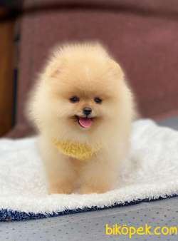 Pofuduk Pomeranian Bebekler