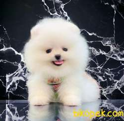 Pofuduk Pomeranian Bebekler 1