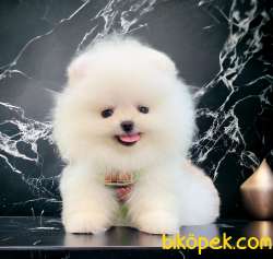 Pofuduk Pomeranian Bebekler 3