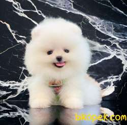 Pofuduk Pomeranian Bebekler 2