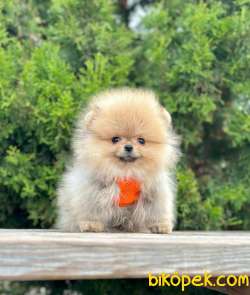 Pofuduk Pomeranian Boo Wc Eğitimli MİCROCHİPLİ Pasaport Lu 1