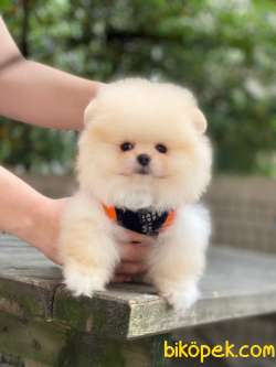 Pofuduk Pomeranian Boo Yavrular 3