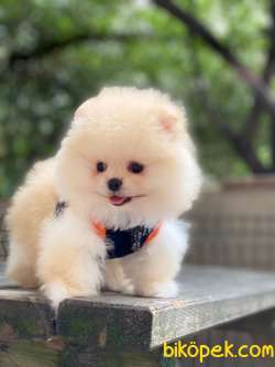 Pofuduk Pomeranian Boo Yavrular 1