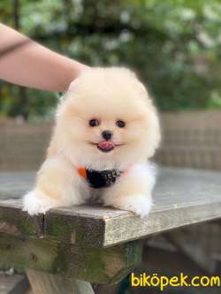 Pofuduk Pomeranian Boo Yavrular 2