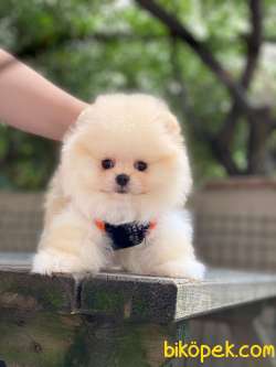 Pofuduk Pomeranian Boo Yavrular 4