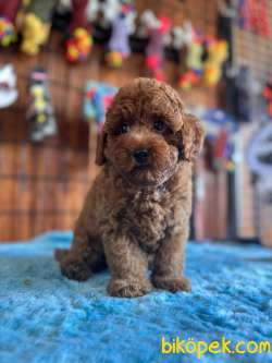 POFUDUK TOY POODLE 2