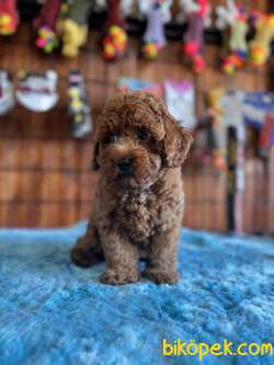 POFUDUK TOY POODLE 2