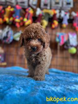 POFUDUK TOY POODLE 3