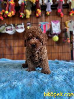 POFUDUK TOY POODLE 4