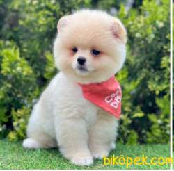Tedy Bear Pomeranian 2