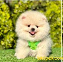 Tedy Bear Pomeranian 3
