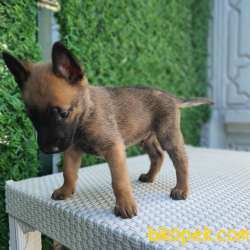 Polis Köpeği Belçika Malinois Kurdu Yavrularımız 5
