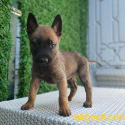 Polis Köpeği Belçika Malinois Kurdu Yavrularımız 4