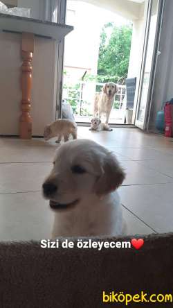 Polis Köpeği Yavrusu Hakiki Saf Kan 2
