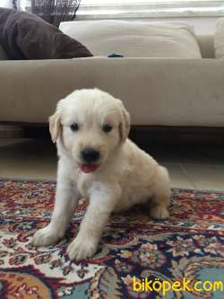 Polis Köpeği Yavrusu Hakiki Saf Kan 1