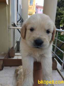 Polis Köpeği Yavrusu Hakiki Saf Kan 5