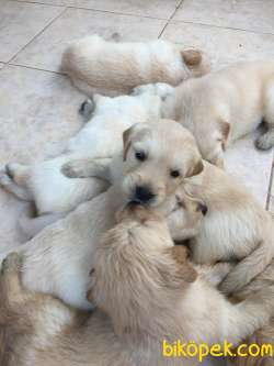 Polis Köpeği Yavrusu Hakiki Saf Kan 4