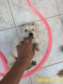 Polis Köpeği Yavrusu Hakiki Saf Kan 3