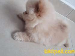 POM Pomerian Erkek Yavrumuz Çok Güzel 4