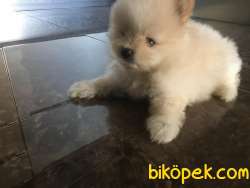 POM Pomerian Erkek Yavrumuz Çok Güzel 2