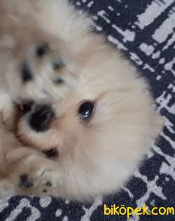 POM Pomerian Erkek Yavrumuz Çok Güzel 1