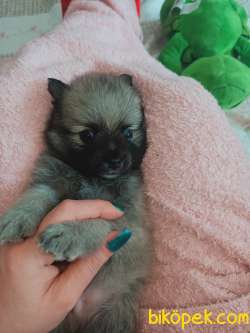 Pomarian Spitz 3