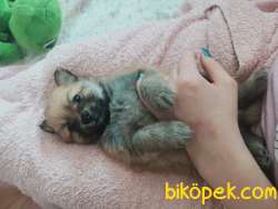 Pomarian Spitz 4