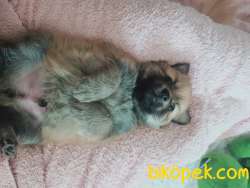 Pomarian Spitz 1