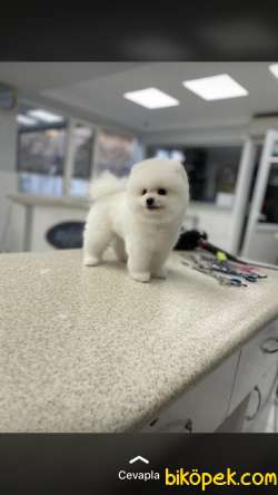 Pomerain Boo Yavrumuz 3