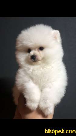 Pomerain Boo Yavrumuz 1