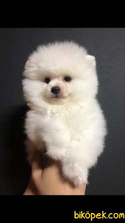 Pomerain Boo Yavrumuz 2